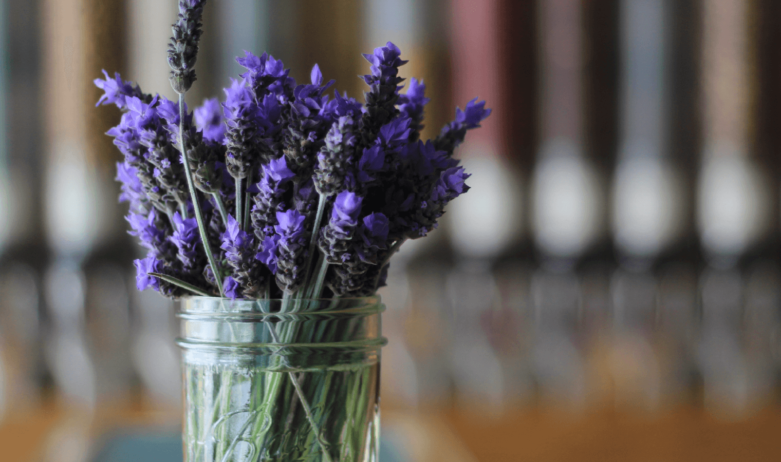 An image of a lavender plant which is purple and pretty and smells real nice
