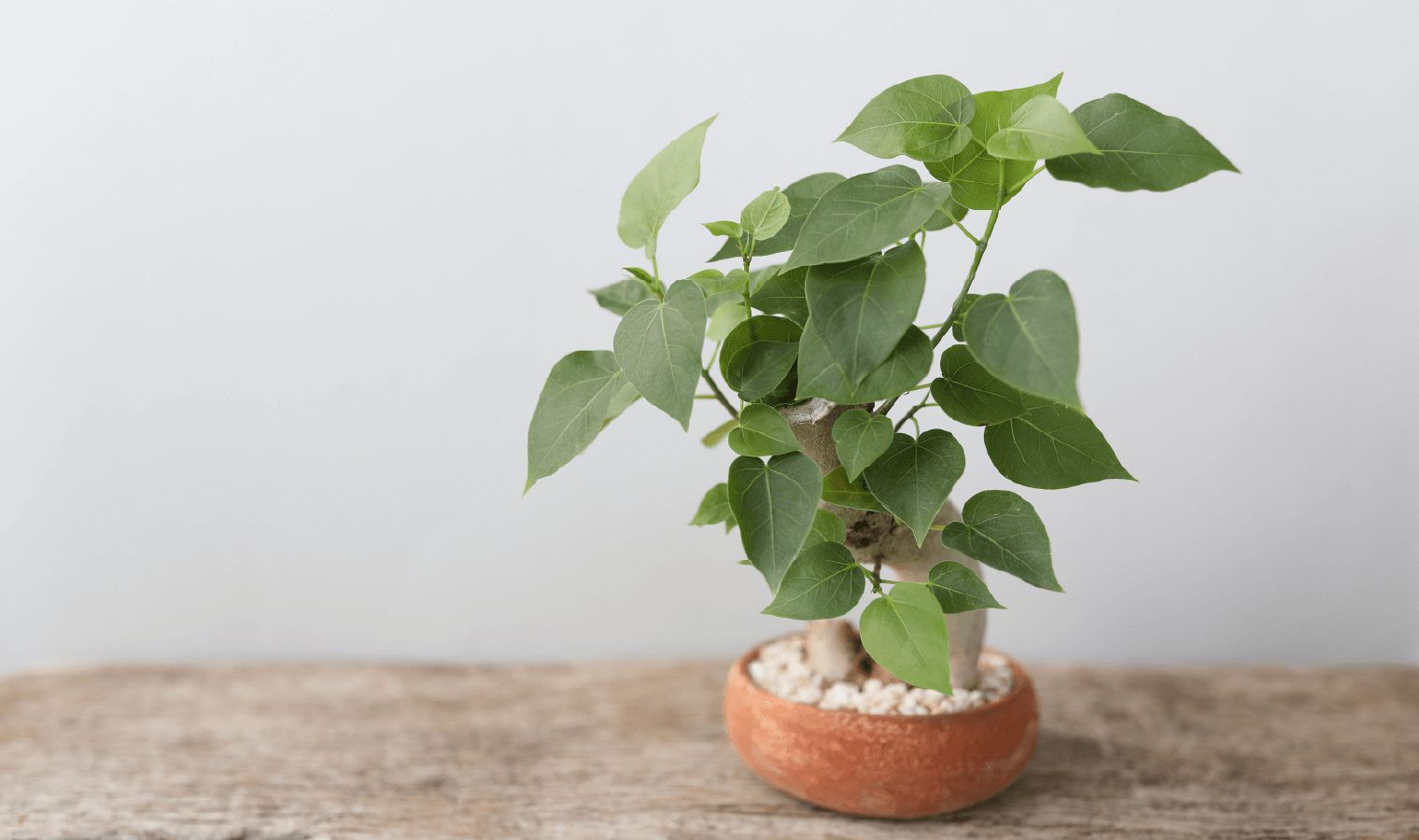 Image Of A Peepal Bonsai Which Is The Smaller Version Of A Standard Bonsai If You Can Imagine That A Smaller Version Exists