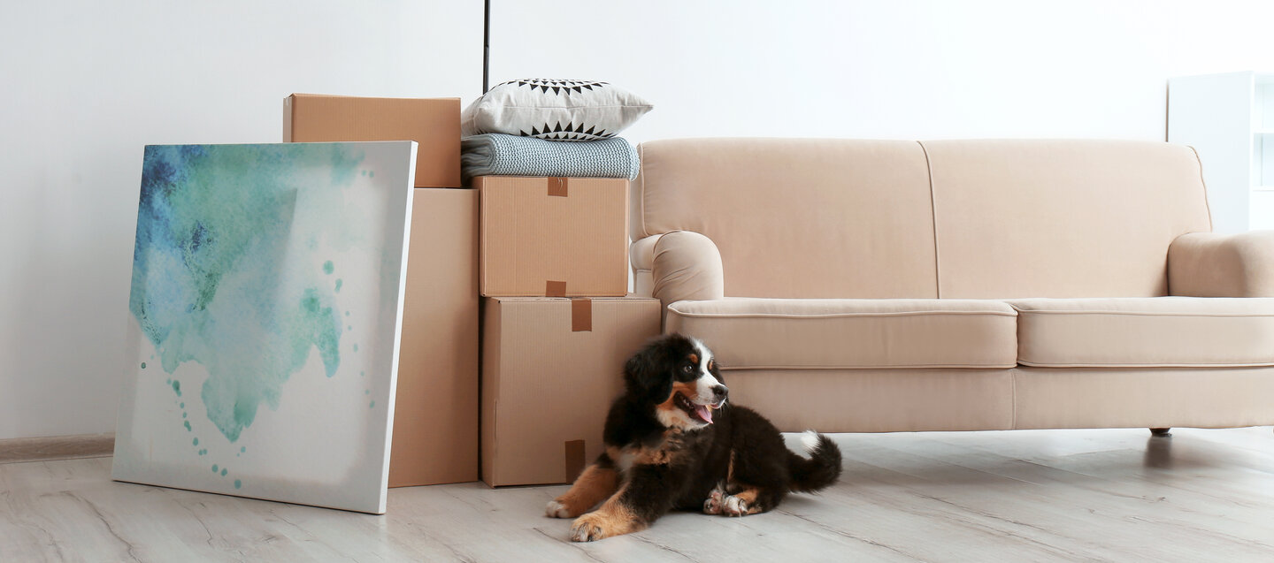 Baby Bernese Mountain dog just chilling at the foot of a couch with some moving boxes and a piece of abstract art propped up for the obvious photo shoot but let's hear it for the Bernese!