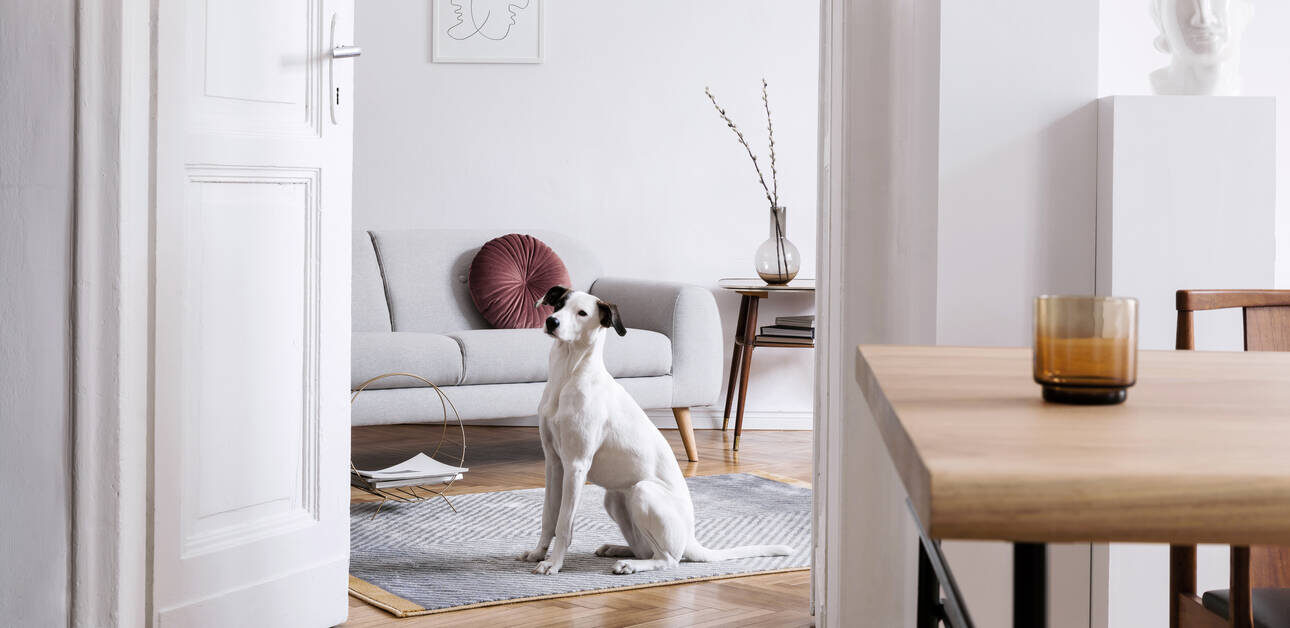 Stylish scandinavian interior of living room where a former renter fixed credit to buy a house. They also have a beautiful dog in elegant home decor.