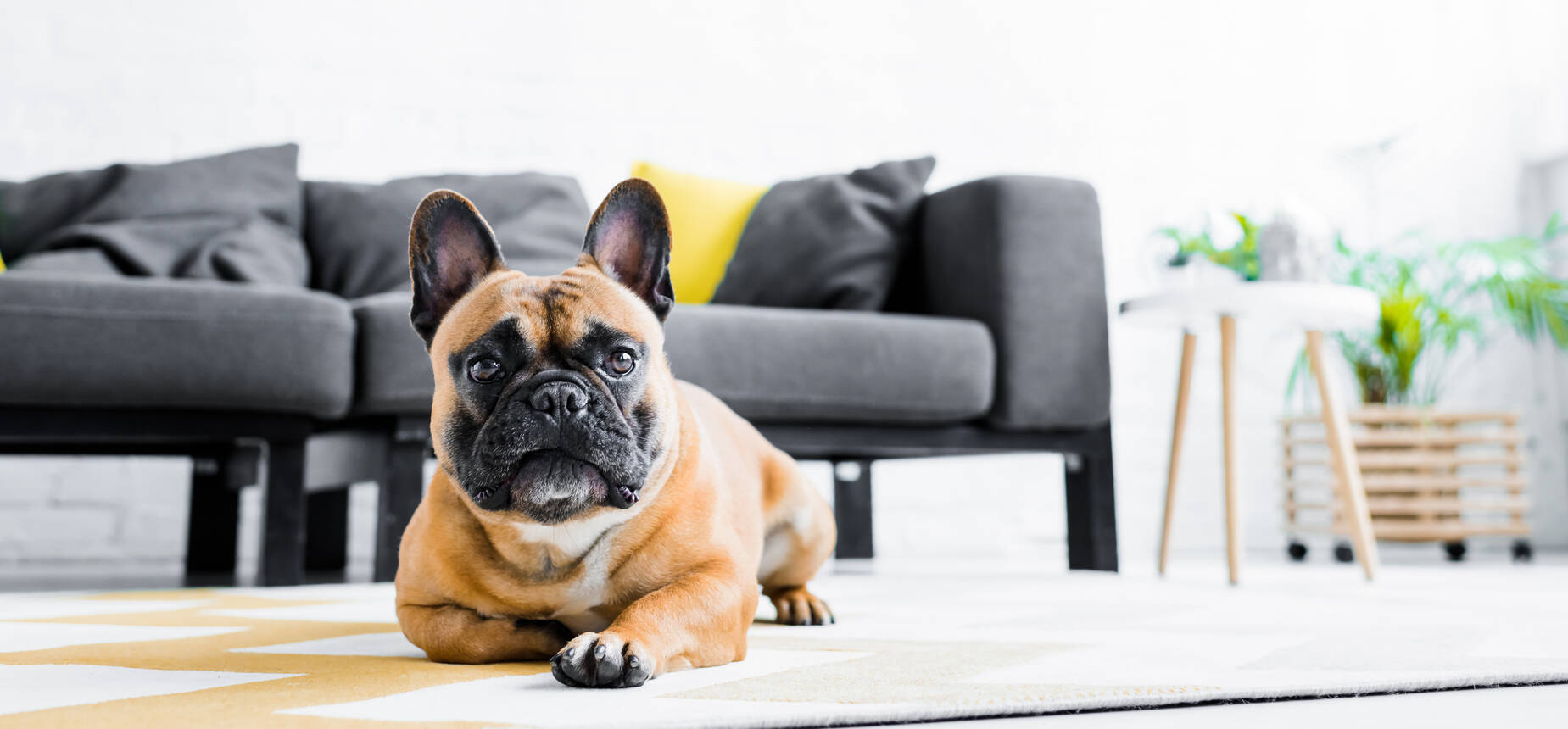 Cute French Bulldog Lying On Floor In Living Room Contemplating Transforming Student Loan Debt Into Home Equity