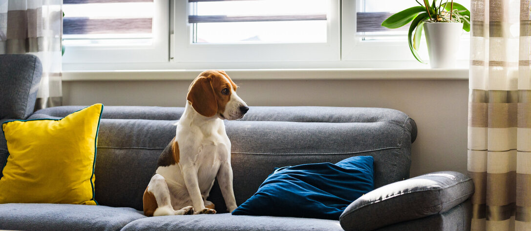 Dog sitting on a sofa next to window in bright room in a home purchased using HomePath